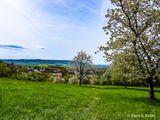 Kirschbaumblte