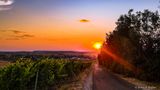 Sunset in the Vineyards