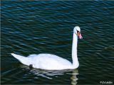 Schwanensee