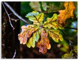 Oak leafs