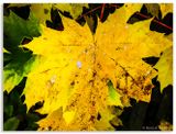 Maple leaf