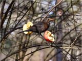 Amsel
