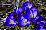 Crocuses