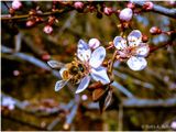 Honey bee flies in on a recently bloomed plum blossom