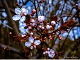Plum blossoms