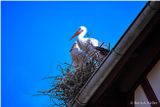 On the roof
