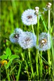 Pusteblume