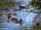 7 Enten