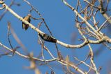 Lesser Spotted Woodpecker Dryobates minor
