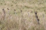 with Brown-and-Yellow Marshbirds
