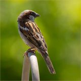 Nest Guard