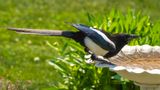 Magpie Drinking