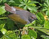 Green-backed Camaroptera