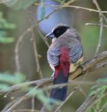 Red-rumped Waxbill