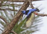 Red-legged Honeycreeper