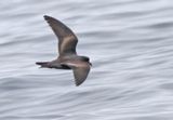 Ashy Storm-Petrel