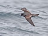 Ashy Storm-Petrel