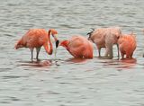 American Flamingo