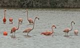 American Flamingo