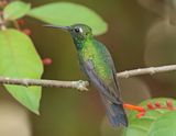 Cuban Emerald
