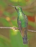 Cuban Emerald