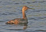 Canvasback