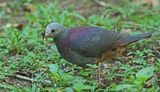 Gray-fronted Quail-Dove