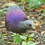 Gray-fronted Quail-Dove