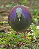 Gray-fronted Quail-Dove