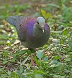 Gray-fronted Quail-Dove