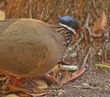 Blue-headed Quail-Dove