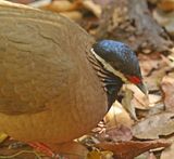 Blue-headed Quail-Dove