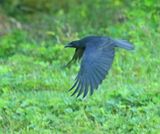 Palm Crow (Cuban)