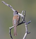 Black-chinned Sparrow