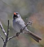 Black-chinned Sparrow