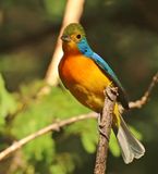 Orange-breasted Bunting