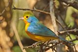 Orange-breasted Bunting
