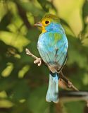 Orange-breasted Bunting