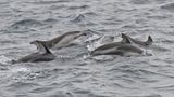 Pacific White-sided Dolphin