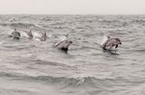 Pacific White-sided Dolphin