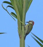 Cubam Green Woodpecker