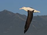 Northern Royal Albatross