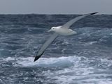 Antipodean Albatross (Gibsons)