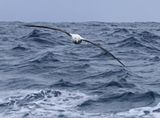 Antipodean Albatross (Gibsons)