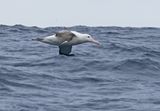 Antipodean Albatross (Gibsons)