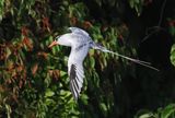 Red-billed Tropicbird