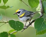 Golden-winged Warbler