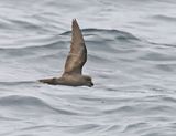 Ashy Storm-Petrel