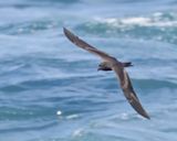 Ashy Storm-Petrel