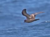 Ashy Storm-Petrel